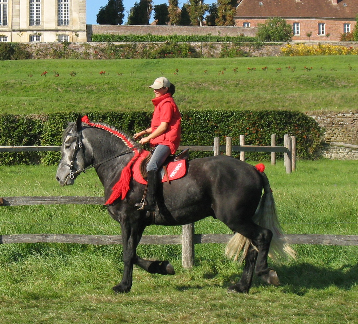 Le Percheron - Société Hippique Percheronne de France