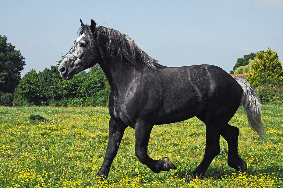 Etalons percherons disponibles - Actualités