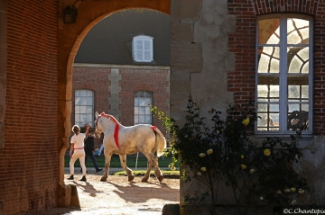 CHAMPIONNAT DE FRANCE PERCHERON
