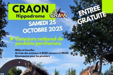 Foire aux poulains percherons à Craon en Mayenne